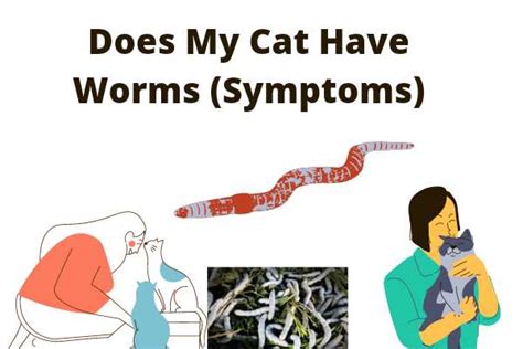 Does My Cat Have Worms Preventions 11 Symptoms And Treatments