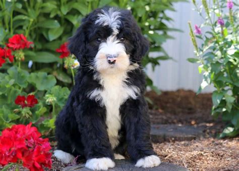 We have the best doodle puppies for sale in central illinois, and they will probably be one of the cutest animals that you'll ever encounter. Bernedoodle Puppies For Sale | Puppy Adoption | Keystone ...