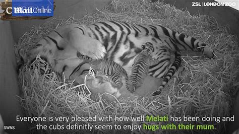 Extraordinary Video Captures Tiger Giving Birth To A Pair Of Cubs