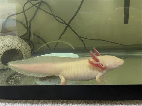 Can Someone Help Identify If This Axolotl Is Make Or Female Also How