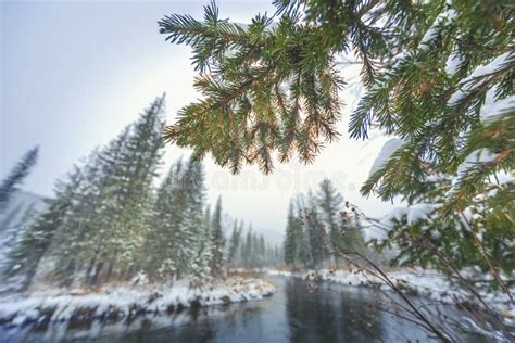 First Snowfall On The Taiga Siberian River Stock Photo Image Of