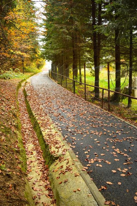Fallen Autumn Leaves On A Park Alley Forest Foliage Stock Image