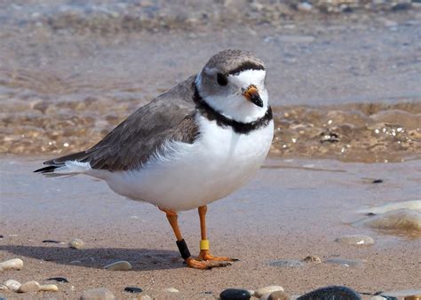 3 Piping Plover Nests Hatched In New Hampshire New Hampshire Public Radio