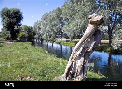 The River Stour With An Attractive Dead Tree Stump Between The Historic