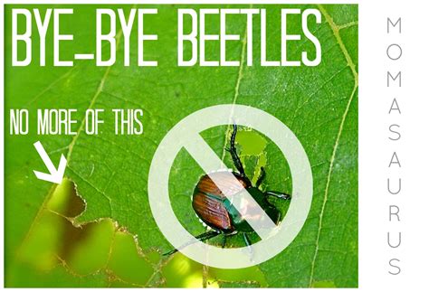 You Wont Believe What Gets Rid Of Japanese Beetles Japanese Beetles