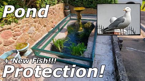 Protecting And Restocking My Fish Pond Teignmouth 250523 Youtube