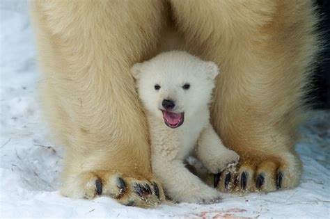 Why are Polar Bears White? | Polar Bear White Color • PolarBearFacts.net