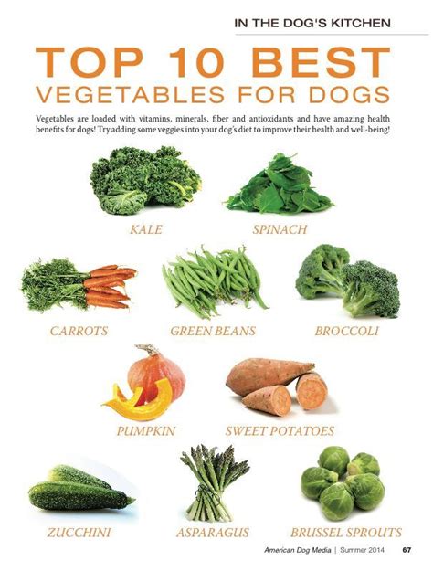 Dog owners of diabetic dogs need to closely monitor their blood sugar levels to reduce the risks of sugar levels spiking up or dropping down dramatically. TOP 10 BEST VEGETABLES FOR MY DOG. | Vegan dog, Dog ...