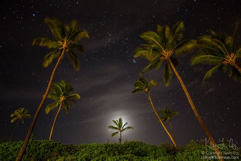 Night Sky Over Palm Trees Makena Beach Maui Hawaii Living