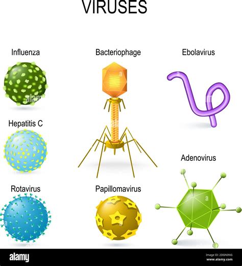Formas Virales Formas Diferentes De Virus Diagrama Que Muestra Los