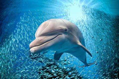 10 Fascinating Dolphin Facts