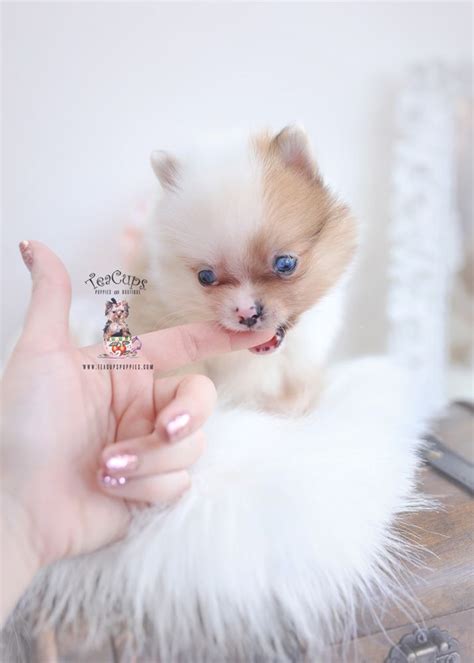 White Pomeranian With Blue Eyes For Sale Pets Lovers