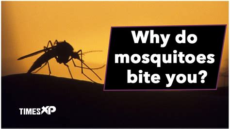 Why Do Mosquitoes Bite Us Factors That Lure Mosquitoes To Biting You