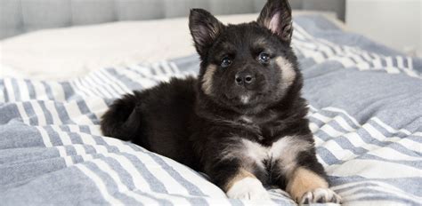 Akita Shepherd Breed Guide Pets Online
