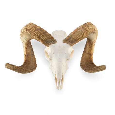 Real Domestic Ram Skull Standard — Skulls Unlimited International Inc