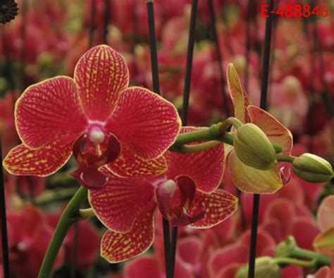 Phalaenopsis Amabilis Butterfly Moth Orchid Flower Seeds Bonsai Pot Plant Home Ebay