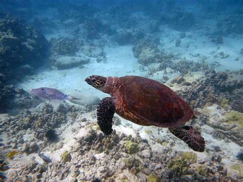 Pacific Hawksbill Sea Turtle Eretmochelys Imbricata Bissa