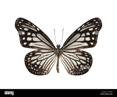 Beautiful Black And White Butterfly Isolated On White Background Stock