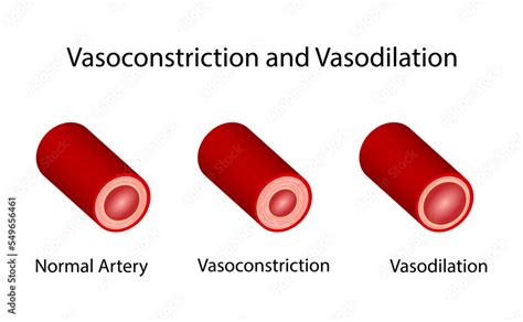 Naklejka Arterial Vasoconstriction And Vasodilation Cross Section Of