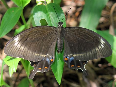 Fuscous Swallowtail Butterfly Species Papilio Fuscus In