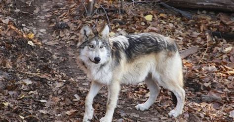 New Mexico Zoo Cares For Endangered Mexican Gray Wolves