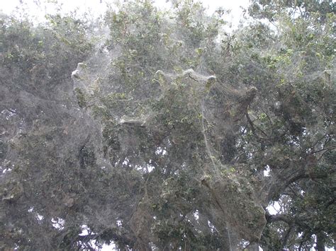 Worlds Largest Spider Web Margaret Flickr