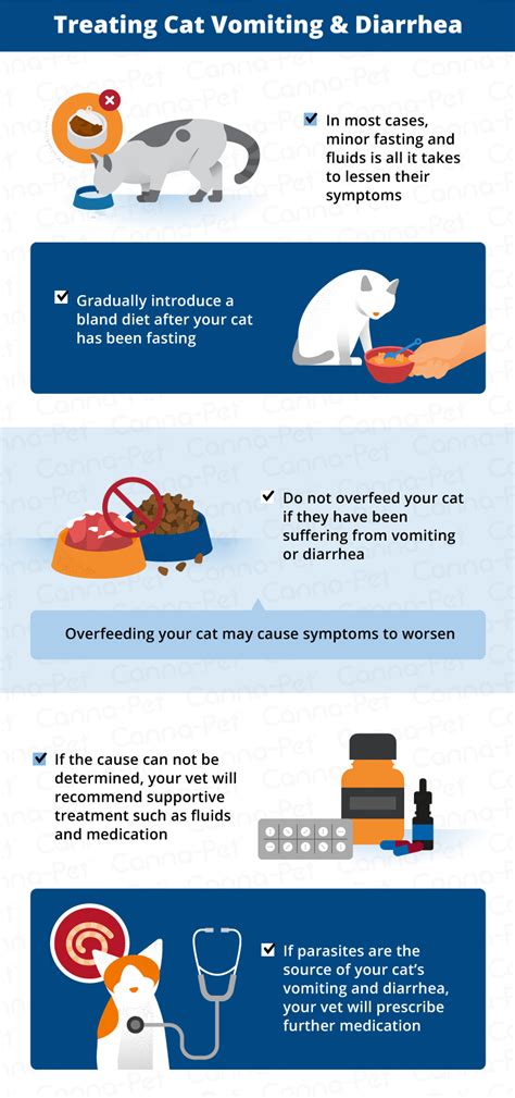 Gastroenteritis In Cats Home Treatment Shalonda Herndon