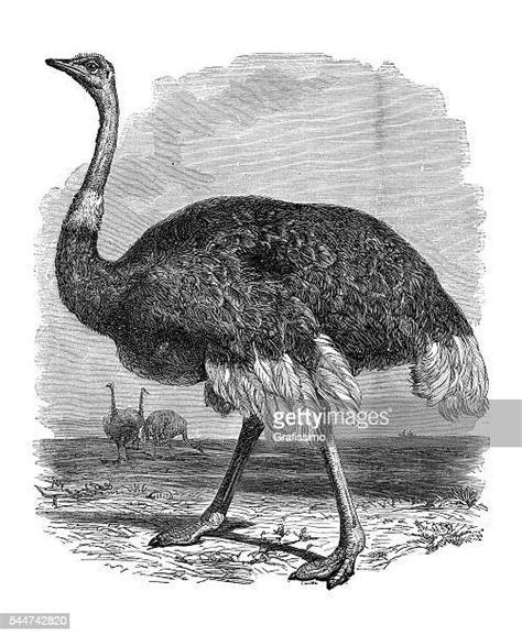 Ostrich Drawing Photos And Premium High Res Pictures Getty Images