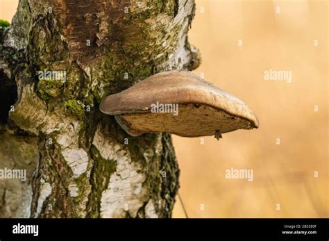Polypore Mushroom On The Stem Of Birch Tree Detail Stock Photo Alamy