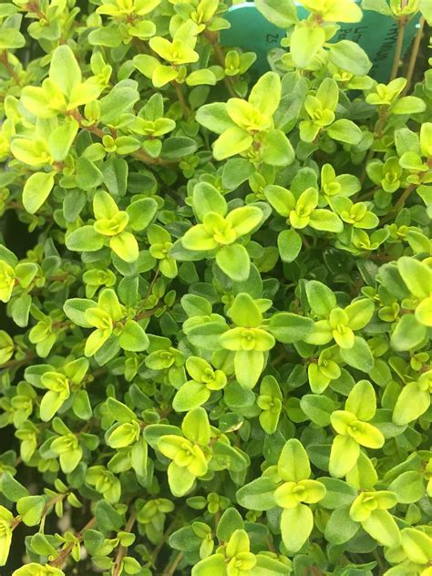 What garden plants need lime. THYMUS x citriodorus 'Lime', Lime Thyme in 2020 | Thyme ...