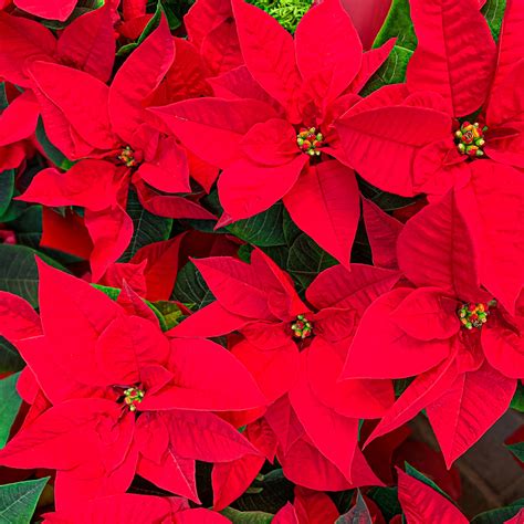 Pretty But Deadly Holiday Plants Easy Agent Blogs