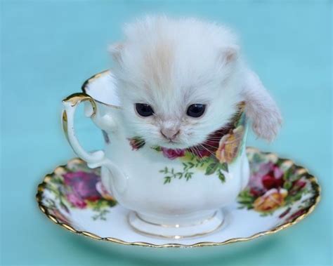 20 Teeny Tiny Teacup Kittens That Will Melt Your Heart Teacup Kitten