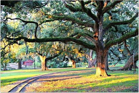 Louisiana Is Famous For Their Beautiful Oak Trees New Orleans Travel