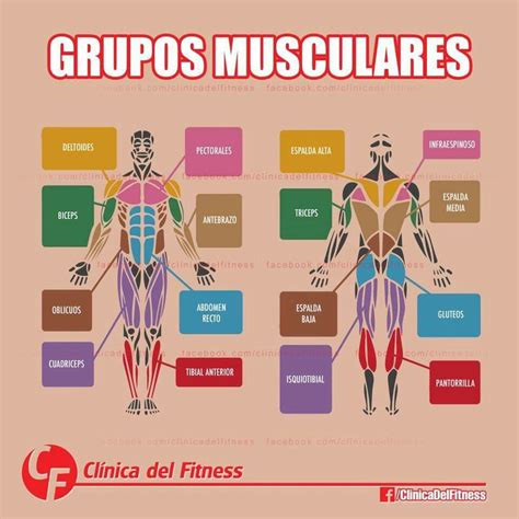Grupos Musculares Musculos Del Cuerpo Músculos Del Cuerpo Humano