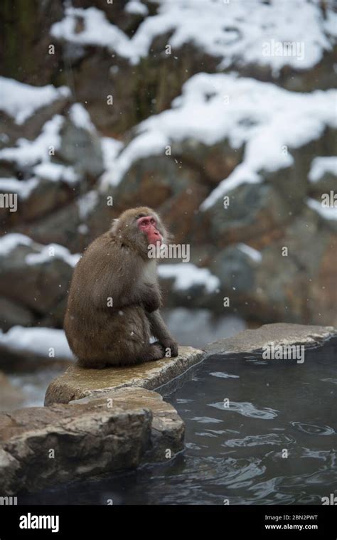 Japanese Macaque Monkey Macaca Fuscata By Hot Spring Bath With Snow