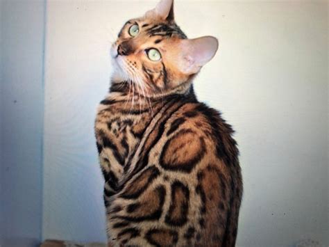 Bengal Cats The Most Popular Cat Breed In The World Catsinfo
