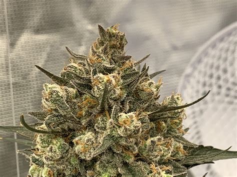 Ripper Seeds Zombie Kush Grow Diary Journal Week12 By Ripper