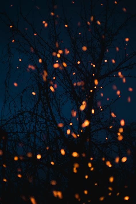 550 Fireflies Pictures Download Free Images On Unsplash