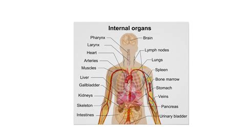 The kidneys are located under the rib cage in your lower back. Major Internal Organs in the Human Body Chart Poster | Zazzle