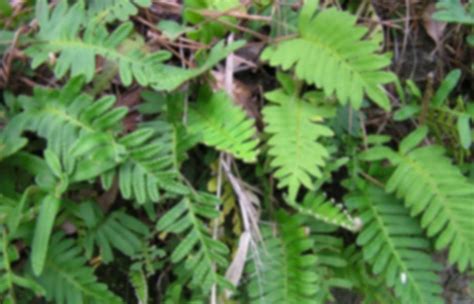 Pteridopsida Syn Polypodiopsida True Ferns Leptosporangiate