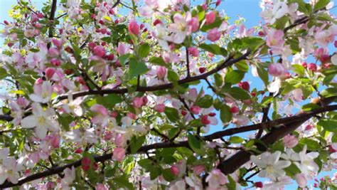 Plant Spotlight Spring Flowering Trees Hubpages