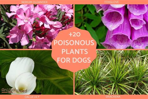 Pictures Of Garden Plants Poisonous To Dogs Bios Pics