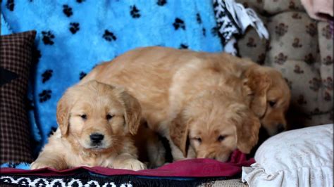 Golden Retriever Puppies For Sale Youtube
