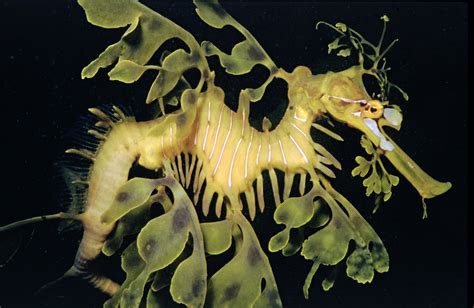 Leafy Seadragon Phycodurus Eques Günther 1865 The Australian Museum