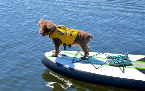 5 Step Guide To Sup With Your Dog