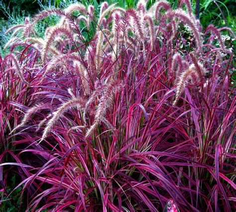 10 Garden Grasses For Your Landscape Ornamental Grasses Garden