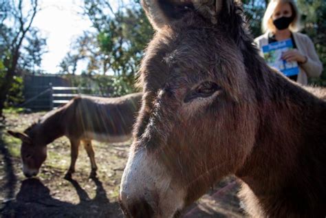 Palo Altos Beloved Barron Park Donkeys Get New Benefactor