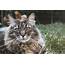 Popular Cat Breeds We Love In The UK  Argos Pet Insurance