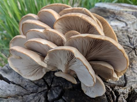 Oyster Mushrooms Pleurotus Species
