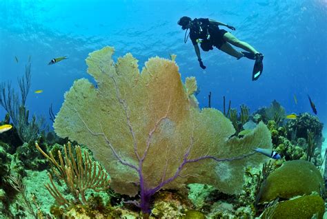 Free Images Sea Ocean Swimming Coral Reef Plants Life Diver